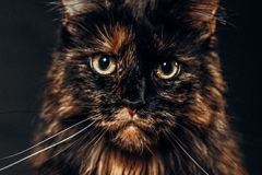 halloween-katze