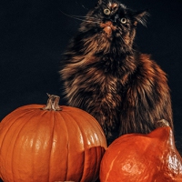 Halloweencat-16-von-39