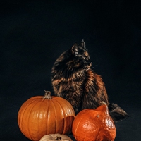 Halloweencat-17-von-39